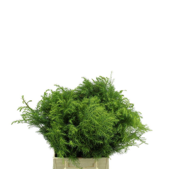 <h4>Conif.cryp.jap. Elegans Viridis</h4>