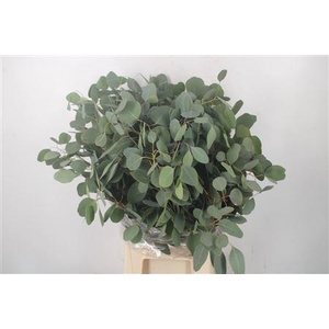 Euc Populus Blad Per Bunch 300 Gram