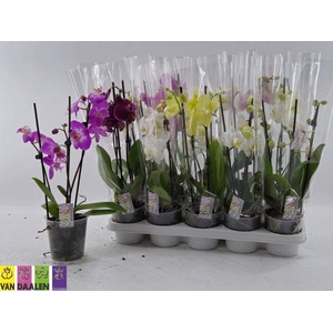 PHAL MIX 2 TAK