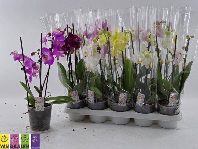 <h4>PHAL MIX 2 TAK</h4>