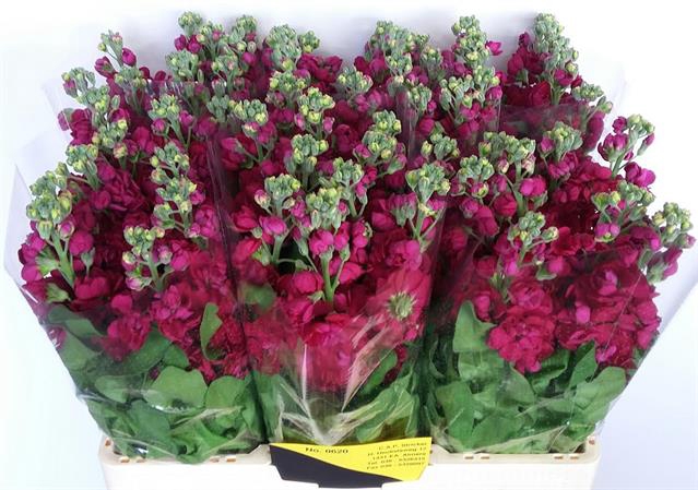 <h4>Matthiola red</h4>