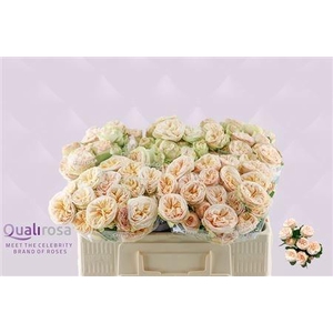 R TR GEN TRENDSETTER