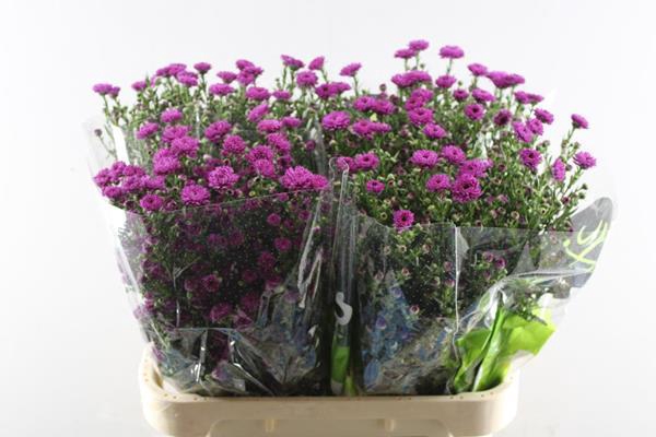 <h4>Aster Flash(rood) L 80/30</h4>