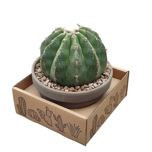 MELOCACTUS MAXONII INERMIS - BASALT BOWL Ø 15 IN CARDBOARD BOX 15X15 CM (CACTUS)