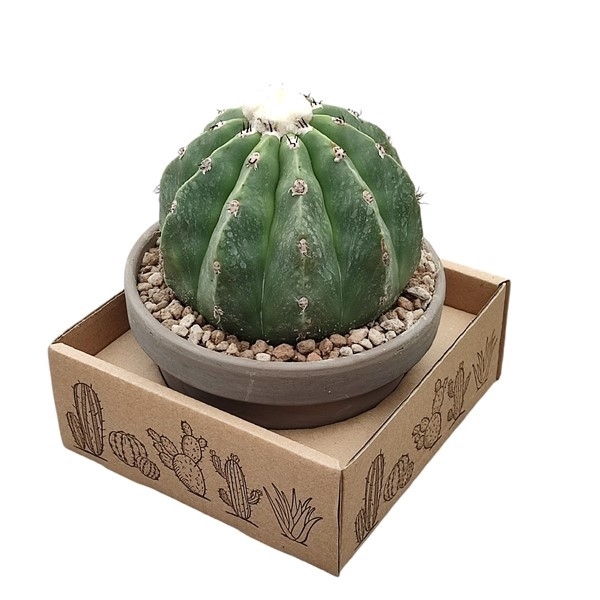 <h4>MELOCACTUS MAXONII INERMIS - BASALT BOWL Ø 15 IN CARDBOARD BOX 15X15 CM (CACTUS)</h4>