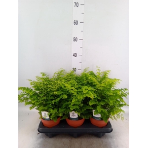 Adiantum raddi. 'Fritz-Luthi'