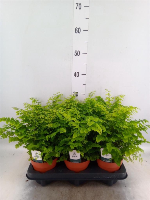 <h4>Adiantum raddi. 'Fritz-Luthi'</h4>
