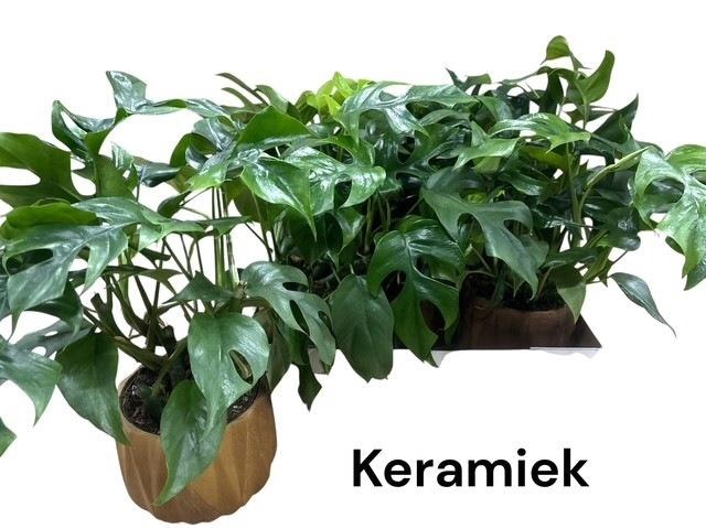 <h4>MONSTERA OV</h4>