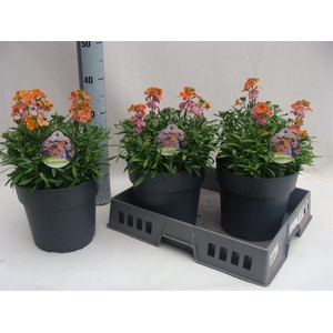 Erysimum  'Fragrant Sunshine'