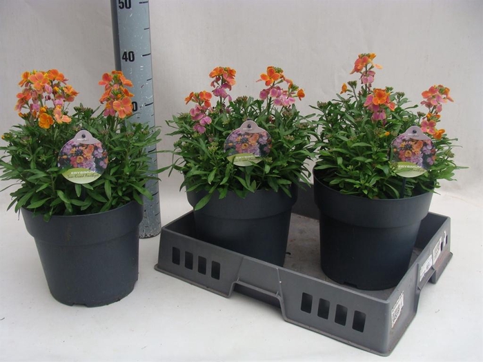 <h4>Erysimum  'Fragrant Sunshine'</h4>