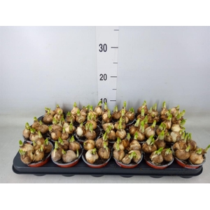 Narcissus  'Tete a tete'