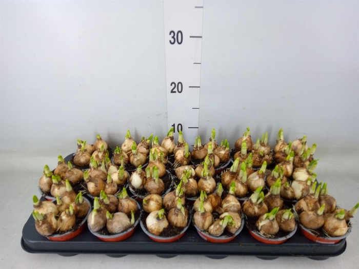 <h4>Narcissus  'Tete a tete'</h4>