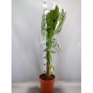 Pachira aquatica