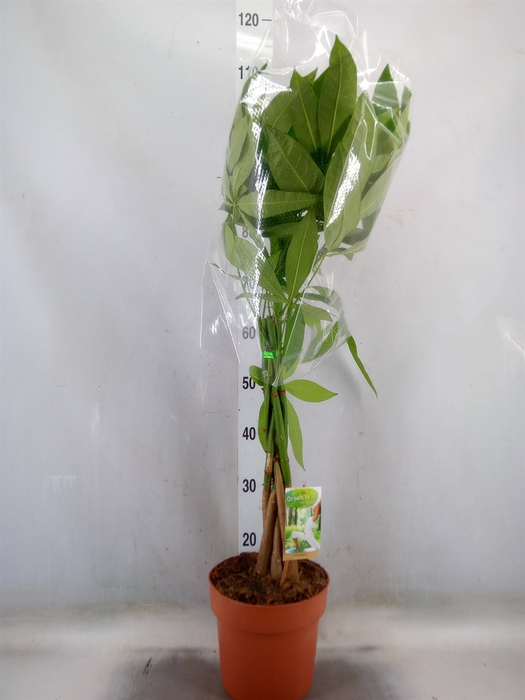 <h4>Pachira aquatica</h4>