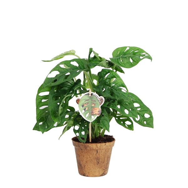 <h4>Monstera obliqua 'Monkey Leaf' Nature's P12</h4>