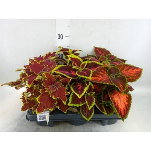 Plectranthus col.   ...mix