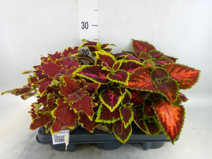 <h4>Plectranthus col.   ...mix</h4>