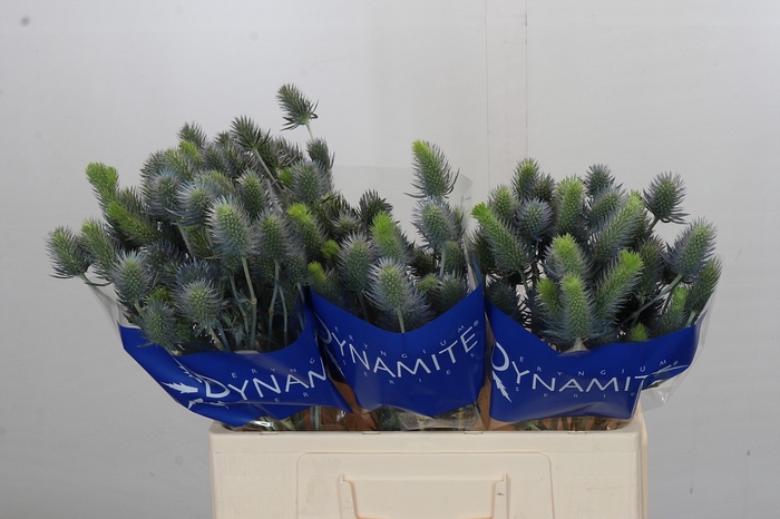 <h4>Eryngium Electric Dynamite</h4>