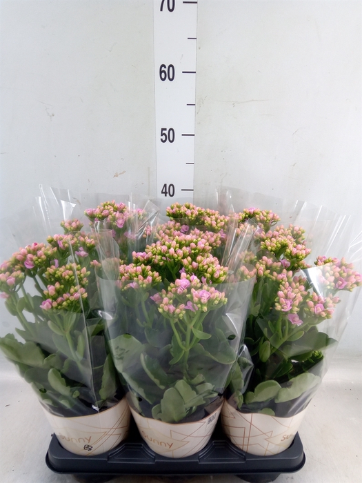 <h4>Kalanchoe  'RoseFlow Graceful Pink'</h4>