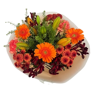 Bq Volume Voltage Orange M