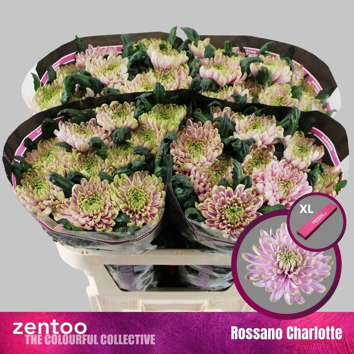 <h4>CHRYSANTHEMUM PL 'ROSSANO CHARLOTT'</h4>
