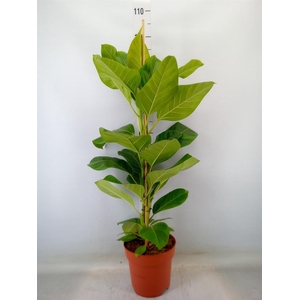 Ficus altissima