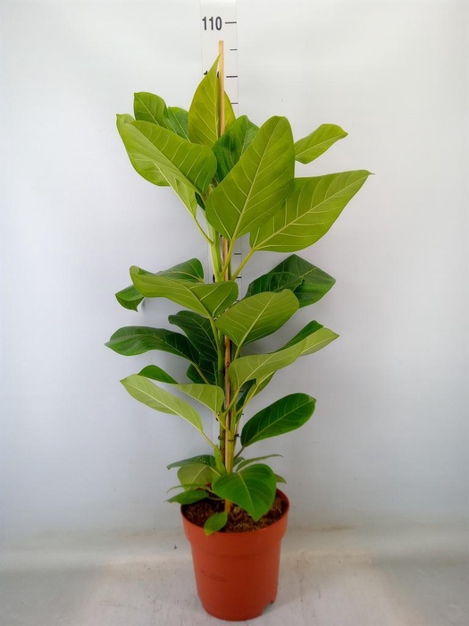 <h4>Ficus altissima</h4>
