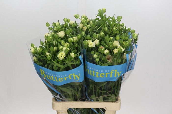 <h4>Ranunculus Butterfly Ariadne</h4>