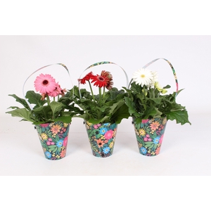 Gerbera belicht 2+ 12cm in zwarte draagtas met bloemen print