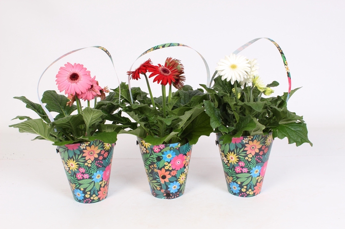<h4>Gerbera belicht 2+ 12cm in zwarte draagtas met bloemen print</h4>