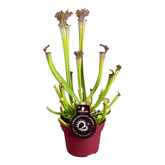 <h4>Sarracenia</h4>