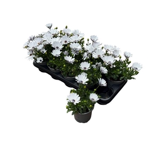 OSTEO FP WHITE