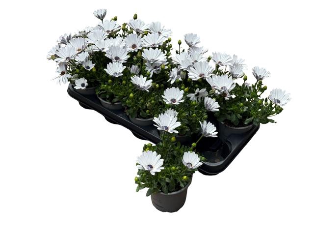 <h4>OSTEO FP WHITE</h4>
