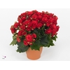 Winterbegonia Grace in Kerstpotcover rood met Grace etiket