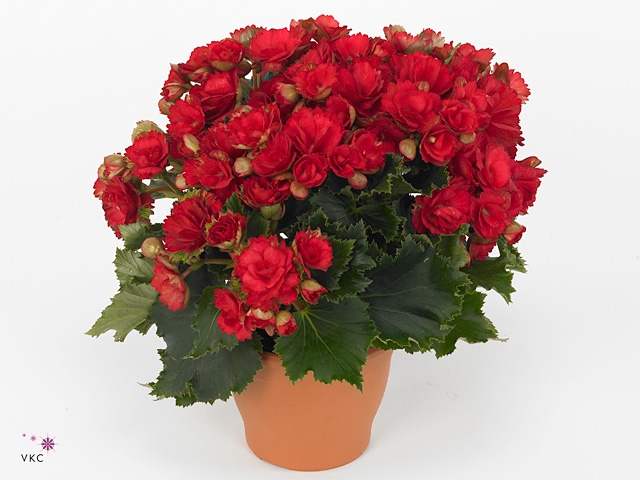 Winterbegonia Grace in Kerstpotcover rood met Grace etiket