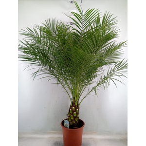 Phoenix roebelenii