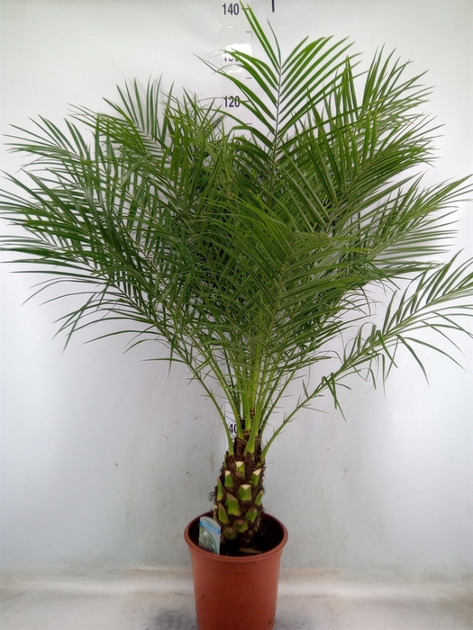 <h4>Phoenix roebelenii</h4>