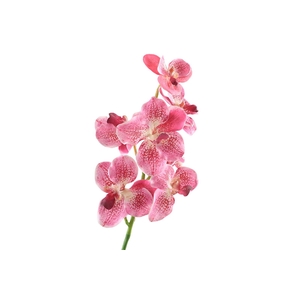 Vanda Orchid Pink Light FL430225LPK