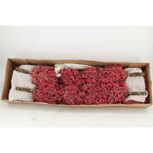 Schinus M Pink Special Pbs