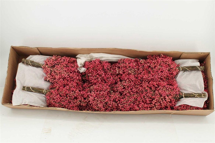 <h4>Schinus M Pink Special Pbs</h4>