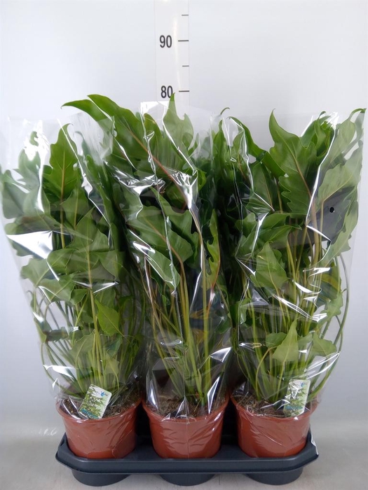 <h4>Philodendron xanadu</h4>