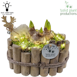 HH003 Bologna Grey Small Hyacint + LED