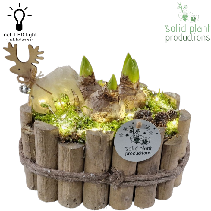 <h4>HH003 Bologna Grey Small Hyacint + LED</h4>