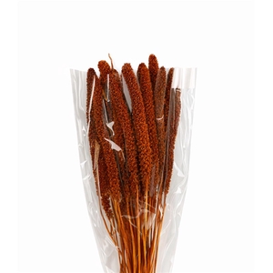 Dried Setaria Italica Brown Bunch
