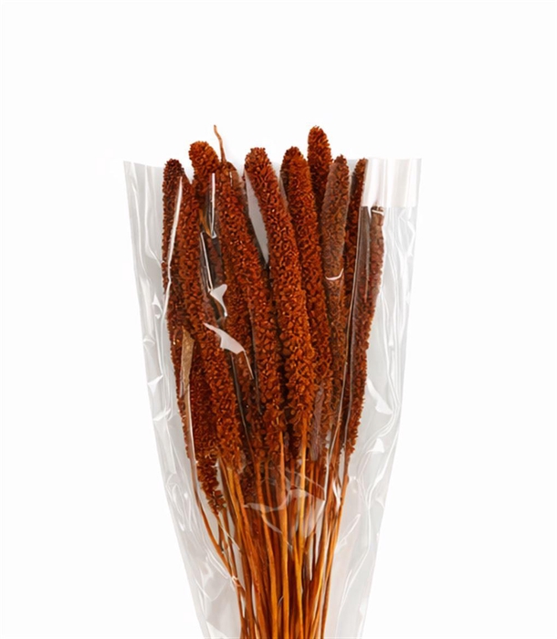 <h4>Dried Setaria Italica Brown Bunch</h4>