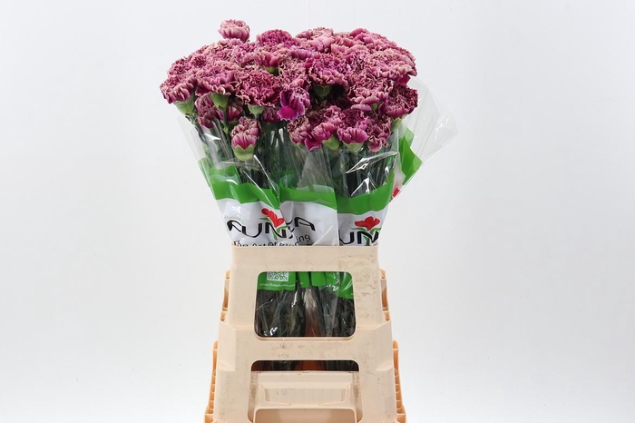 <h4>Di St Merletto Purple</h4>