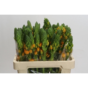 Ornithogalum dubium 'Magic Star'