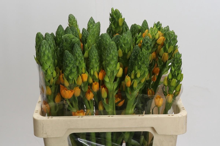 <h4>Ornithogalum dubium Magic Star</h4>