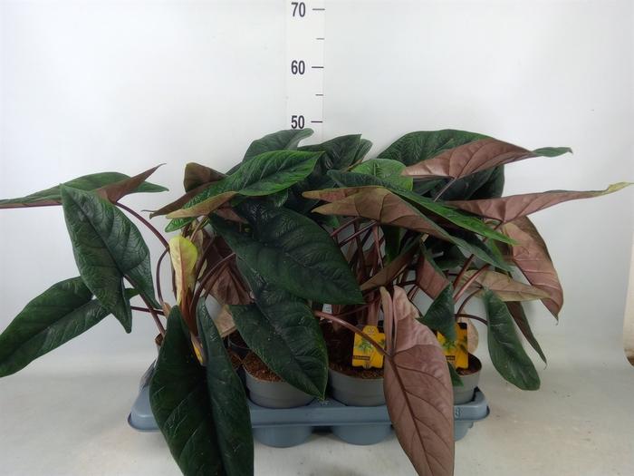 <h4>Alocasia scalprum</h4>