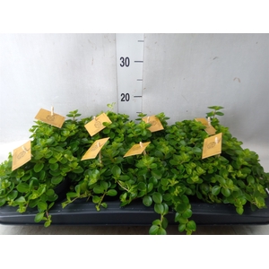 Peperomia rotundifolia